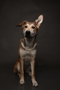 Portrait of dog standing against black background