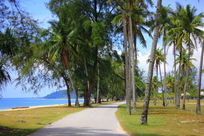 Empty pathway along trees