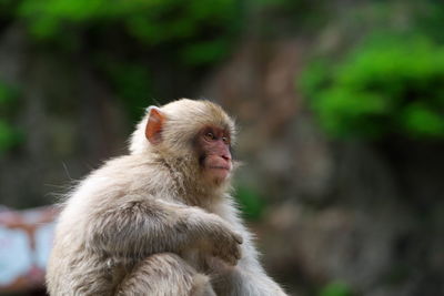 Close-up of monkey looking away