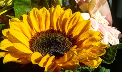 Close-up of sunflower