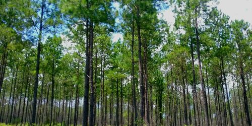 Low angle view of trees in forest against sky