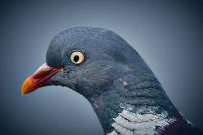 bird