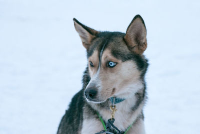 Portrait of dog on snow against sky