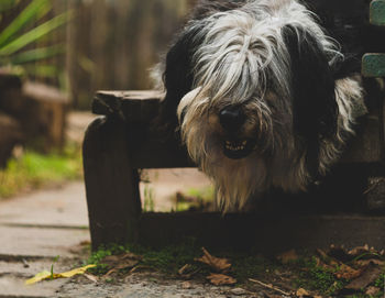 Close-up of dog sitting on field