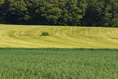 Tranquil landscape on a sunny day
