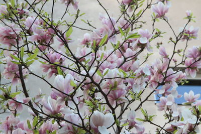 Close-up of pink flowers blooming on tree