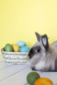 Close-up of rabbit on table