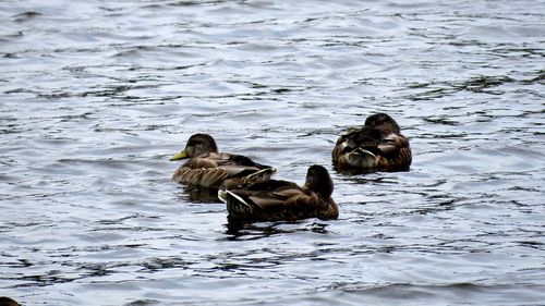 View of ducks swimming in lake