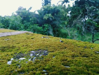 Scenic view of land against trees