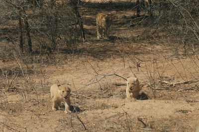 View of cats on field