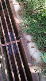 High angle view of lizard on field