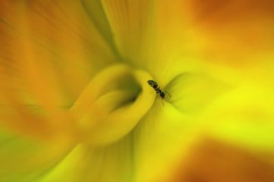 Close-up of insect on yellow flower