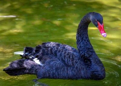 Close-up of swan swimming in lake