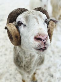 Close-up portrait of cow