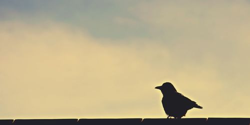 Low angle view of birds perching on railing