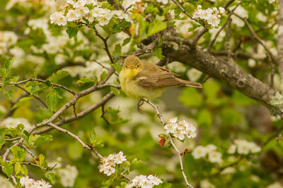 Close-up of bird perching on flower