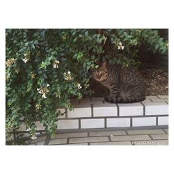 Close-up of cat in vase