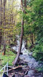 Trees in forest