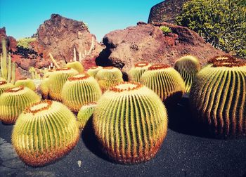 Cactus growing on rock