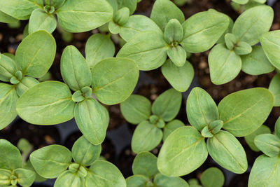 Full frame shot of green leaves