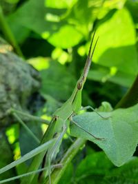 Close-up of insect on leaves