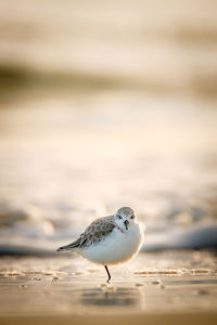 Seagull perching on a beach