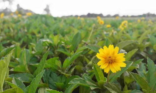 Close-up of sunflowers blooming on field