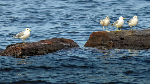 Seagulls perching on rock in sea