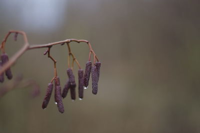 Close-up of red flower buds hanging from twig