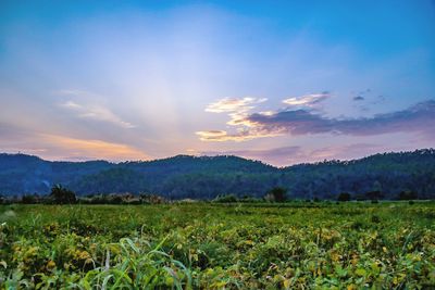 Scenic view of field against sky during sunset