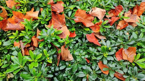 Full frame shot of autumn leaves