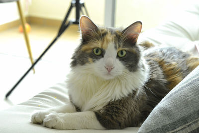 pet