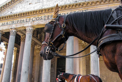 Low angle view of horses standing against historic building