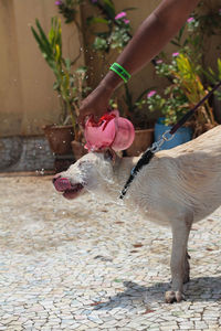 Midsection of woman with dog