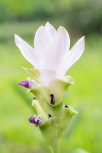 Close-up of purple flowering plant