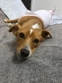 Close-up portrait of dog relaxing on floor