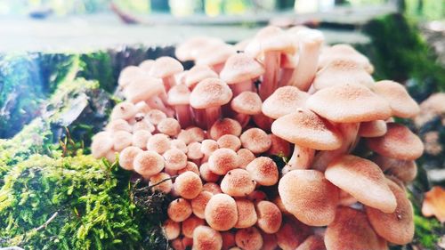 High angle view of chopped mushrooms