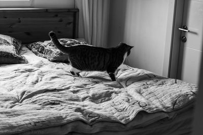 Cat relaxing on bed at home