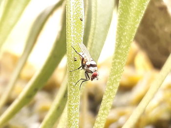 Close-up of insect on leaf