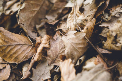 Close-up of dry leaves