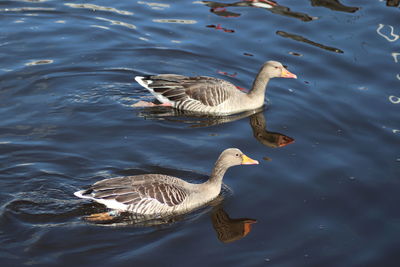 High angle view of duck swimming in lake