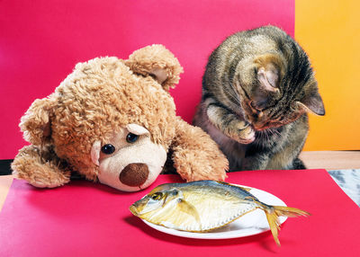 Close-up of a stuffed toy