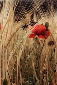 Close-up of red poppy in field