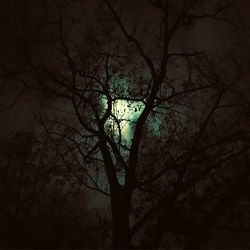 Low angle view of silhouette tree against sky at night