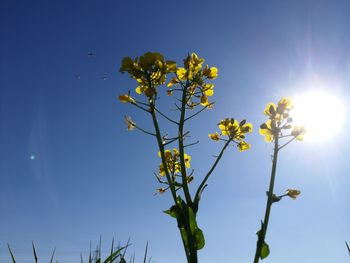 Low angle view of flowering plant against blue sky