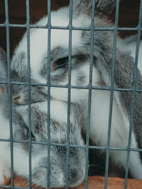 Close-up of a cat in cage