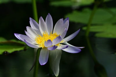 Close-up of white water lily