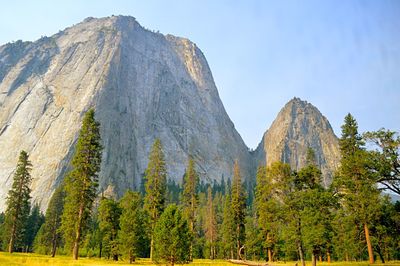 Low angle view of trees