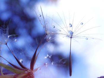 Close-up of plant against blurred background