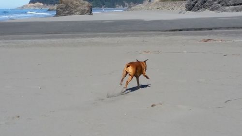 Dog running on beach